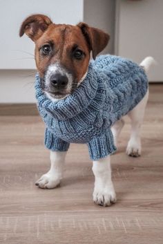 a brown and white dog wearing a blue sweater