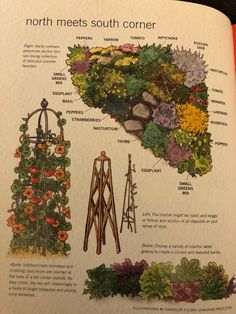 an open book showing different types of plants