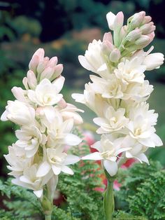 two white flowers with green leaves in the background