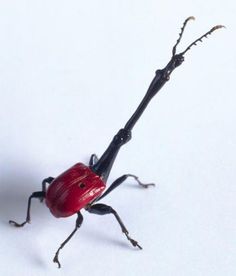 a red and black insect with long legs