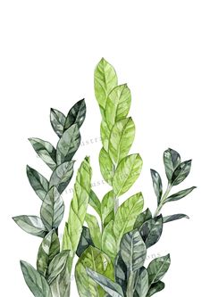 watercolor painting of green leaves on white background