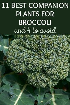 broccoli plant with the title 11 best companion plants for broccoli and 4 to avoid