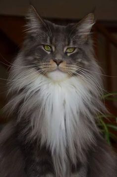 a long haired gray cat sitting next to a green plant with white fur on it's face