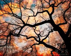 a tree with no leaves and the sky in the background is very cloudy at night