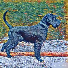 a painting of a black dog standing on top of a log next to water and grass