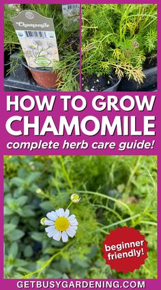 a bushy herb plant with a single daisy-like bloom Harvesting Camomille, How To Harvest Camomille, Harvesting Chamomile For Tea, How To Use Chamomile Plant, How To Harvest Chamomile, How To Plant Chamomile Seeds, How To Grow Camomile, Daisy Vs Chamomile, Chamomile Plant Care