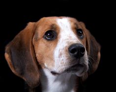 a brown and white dog looking at the camera