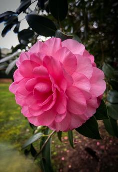 a large pink flower sitting on top of a lush green field