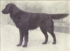 an old black dog standing in the snow