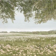 a field full of white flowers under a large leafy tree in the foreground