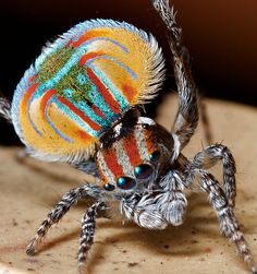 a colorful spider sitting on top of a piece of paper