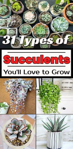 Learn about 31 Types of Succulents and Cacti you can grow in your garden or indoors in this informative post. Succulents Types, Edible Succulents, Cactus Planters, Garden Succulents, Flowering Succulents, Planter Diy, Landscape Plants, Garden Inspo, Succulent Garden Diy