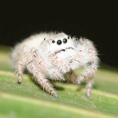 a white spider sitting on top of a green leaf