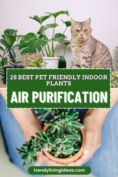 a person holding a potted plant with the words 28 best pet friendly indoor plants air purification