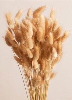 some dry grass in a vase on a table