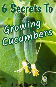 cucumbers growing on a plant with the title 6 secrets to growing cucumbers