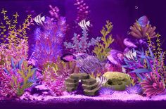 an aquarium filled with lots of different types of plants and animals in purple light at night