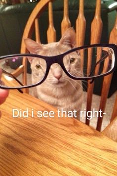 a cat wearing glasses while sitting in a chair with the caption'que miras pinche '