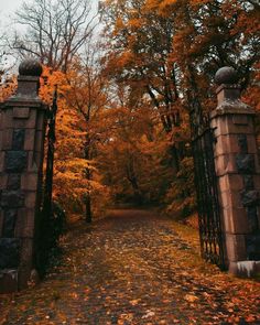 an open gate leading into a park with fall leaves on the ground