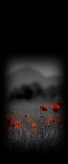 black and white photo with red flowers in the foreground, dark sky behind it