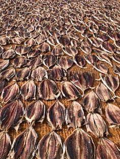 dead fish are spread out on the beach