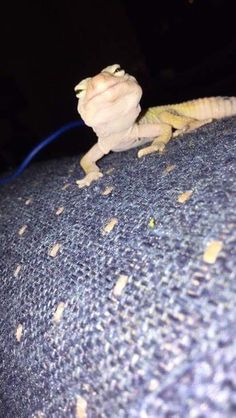 a small lizard sitting on top of a couch