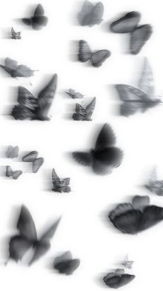 black and white photograph of butterflies flying in the air with blurry effect on them