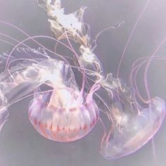 two jellyfish are swimming in the water