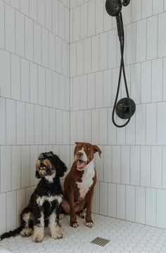 two dogs are sitting in the shower together