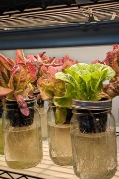 three mason jars with plants in them sitting on a shelf next to other glass containers