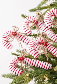 some candy canes are hanging from a christmas tree