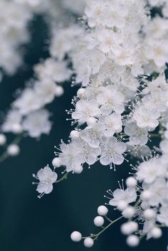 some white flowers are hanging from a branch