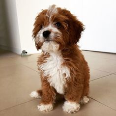 a small brown and white dog sitting on top of a tile floor