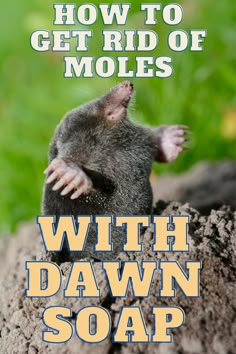 the cover of how to get rid of mollies with dawn soap, featuring an image of a rat on top of dirt