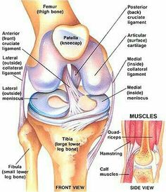 Fitness Profile, Anatomy Of The Knee, Knee Anatomy, Acl Injury, Foot Anatomy, Cruciate Ligament, Knee Exercises