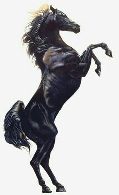 a black horse is standing on its hind legs