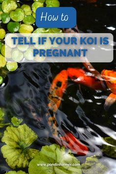 two koi fish swimming in the water with lily pads and text overlay how to tell if your koi is pregnant