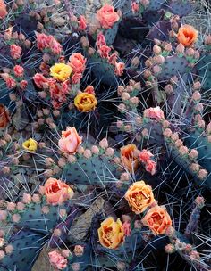 many cactus plants with yellow and pink flowers