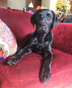 a black dog laying on top of a red couch