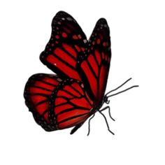 two red butterflies flying side by side on a white background, with one wing extended to the other