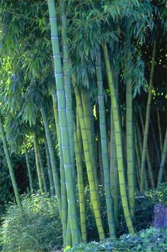 there are many tall bamboo trees in the forest