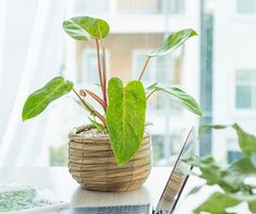 a potted plant sitting on top of a wooden table next to a laptop computer