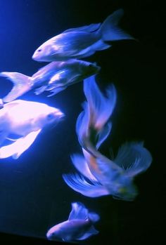 several fish swimming in an aquarium with blue lights on the side and black back ground