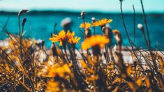 some yellow flowers are in the grass by the water