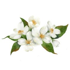 white flowers with green leaves on a white background, flower, branch png and psd