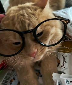 an orange cat wearing glasses while looking at the camera