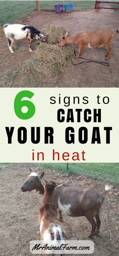 goats and goats eating hay in their pen with the text 6 signs to catch your goat in