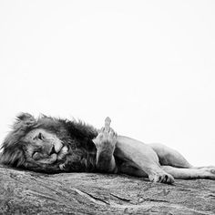 a black and white photo of a lion laying on top of a rock with it's mouth open