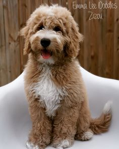 a small brown dog sitting on top of a white chair