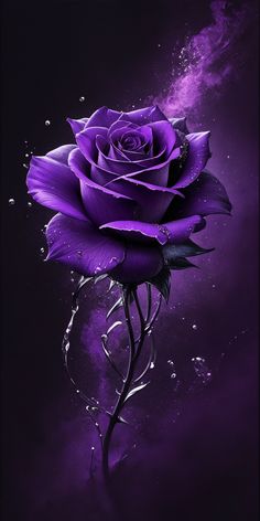 a purple rose with water droplets on it's petals is shown in this artistic photo